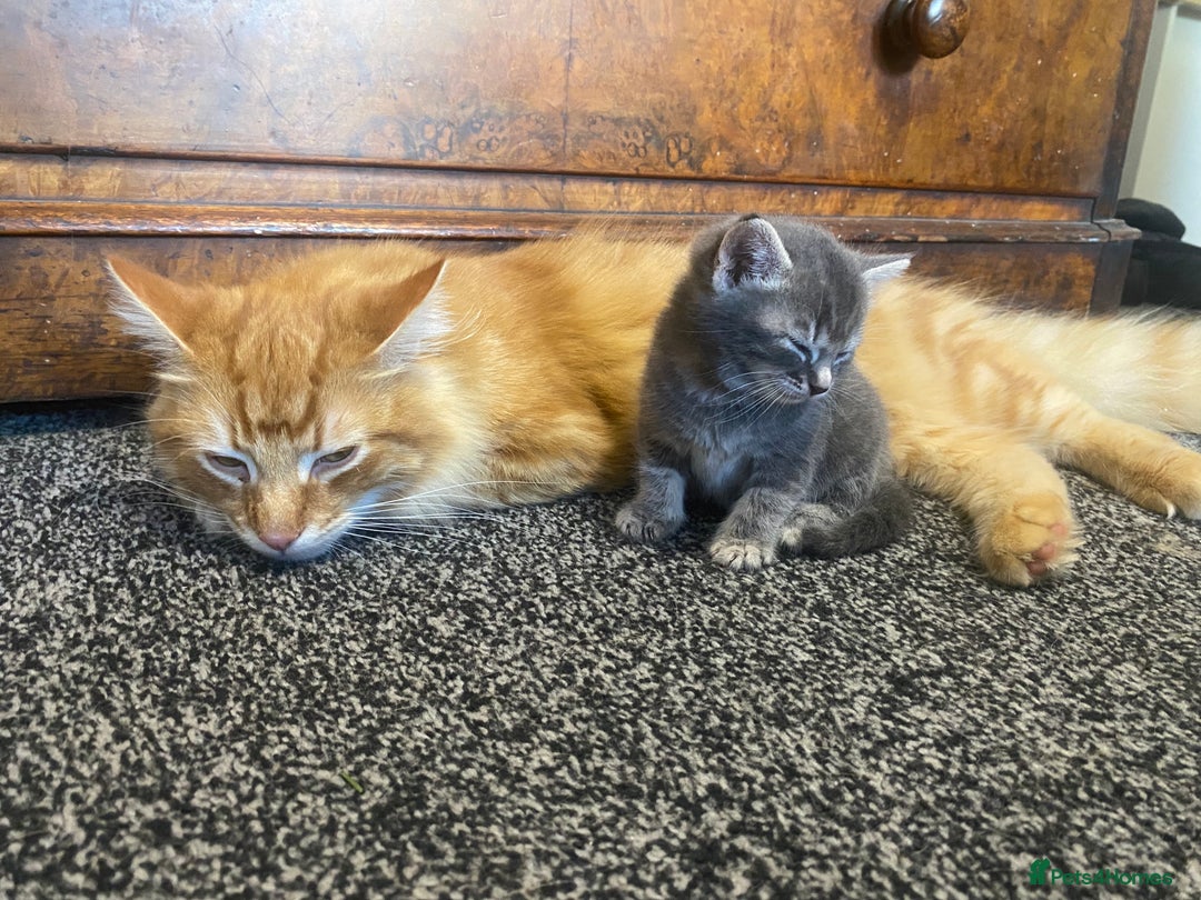 Mixed Breed cats for sale: 5 beautiful kittens  - Image 9