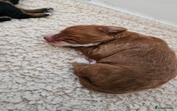 Cocker Spaniel dogs for sale: Stunning KC Cocker Spaniels - DNA & Eye-checked - Image 5