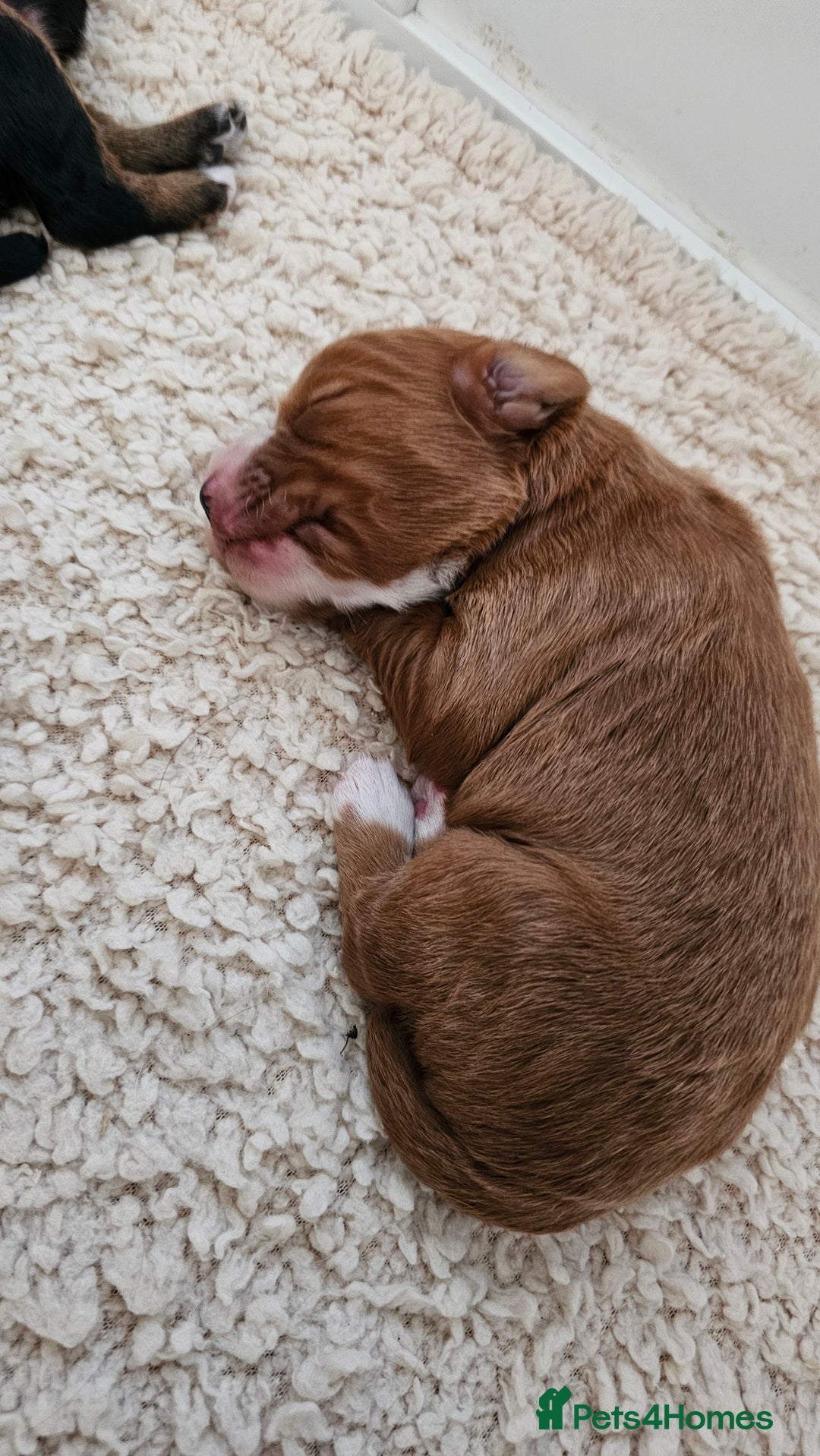 Cocker Spaniel dogs for sale: Stunning KC Cocker Spaniels - DNA & Eye-checked - Image 5