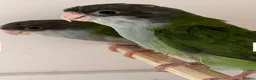 Parakeets birds for sale: Sierra parakeets hand reared silly tame  in ELY - Advert 5