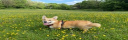 Welsh Corgi Pembroke dogs for sale: 5yo reactive Corgi needs loving, experienced owner - Advert 6
