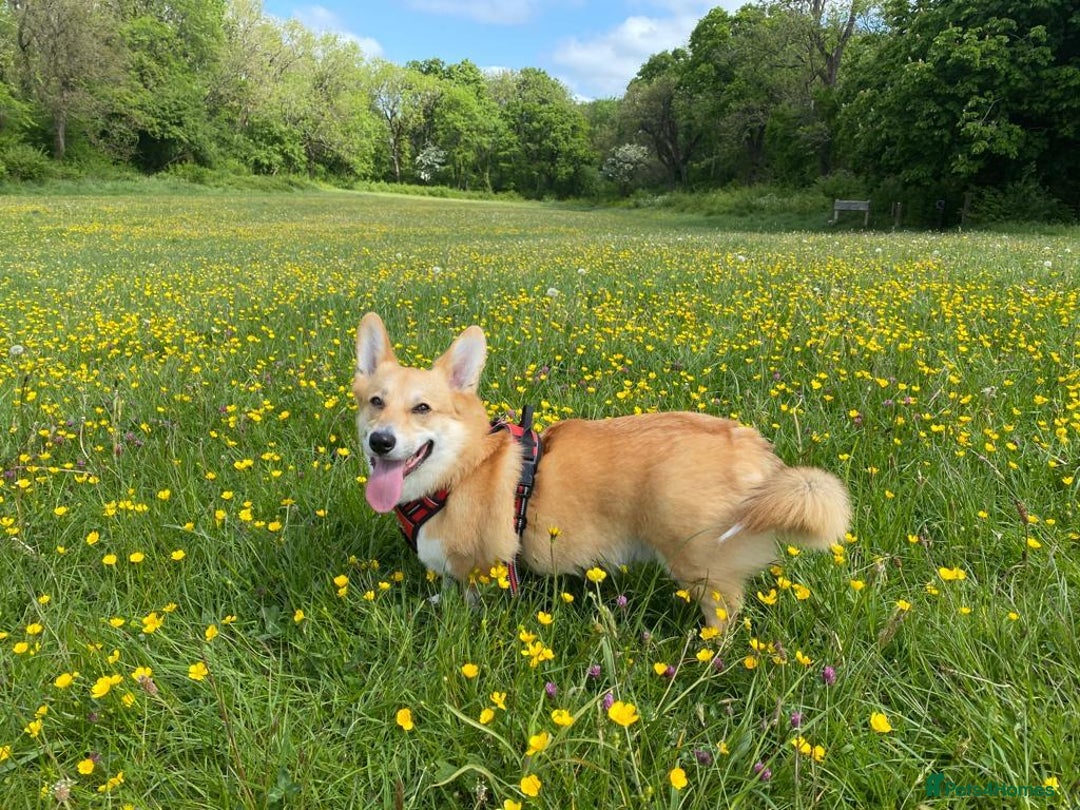 Welsh Corgi Pembroke dogs for sale: 5yo reactive Corgi needs loving, experienced owner - Advert 6