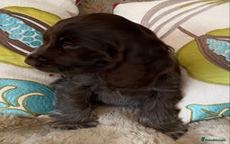 Cocker Spaniel dogs for sale: Adorable show cocker puppies - Image 21