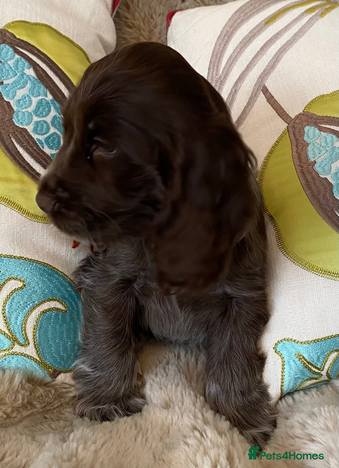 Cocker Spaniel dogs for sale: Adorable show cocker puppies - Image 21