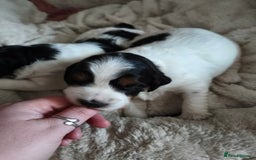 Mixed Breed dogs for sale: Gorgeous Cocker Bassett x Shichon pups  - Image 11