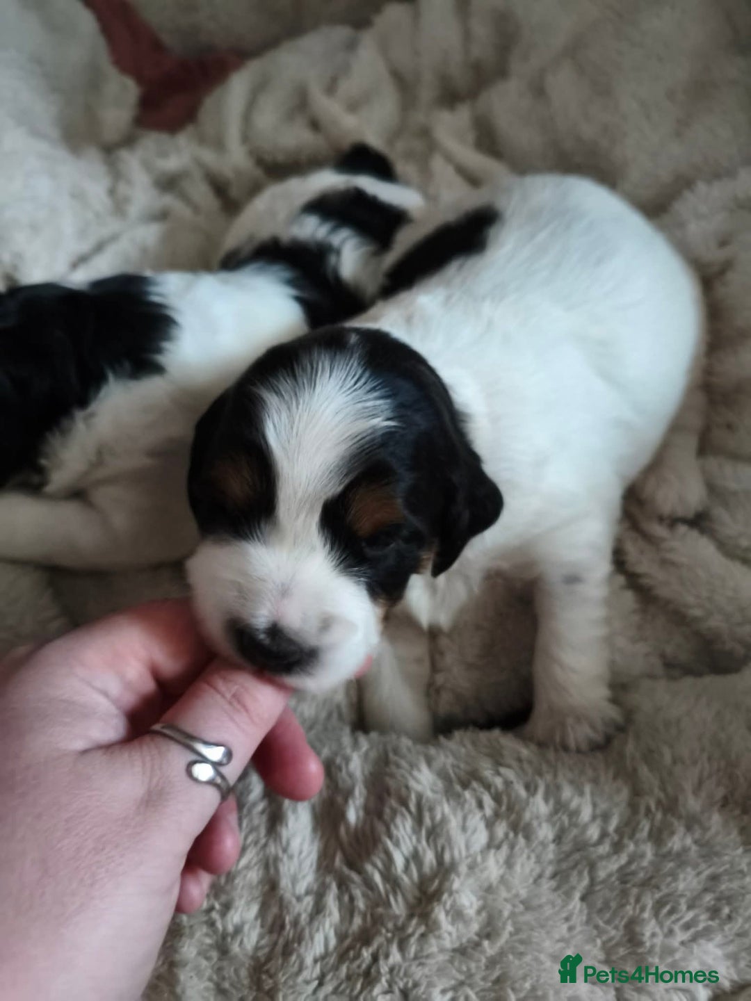 Mixed Breed dogs for sale: Gorgeous Cocker Bassett x Shichon pups  - Image 11