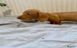 Miniature Dachshund dogs for sale: Miniature dachshund pups - Image 5
