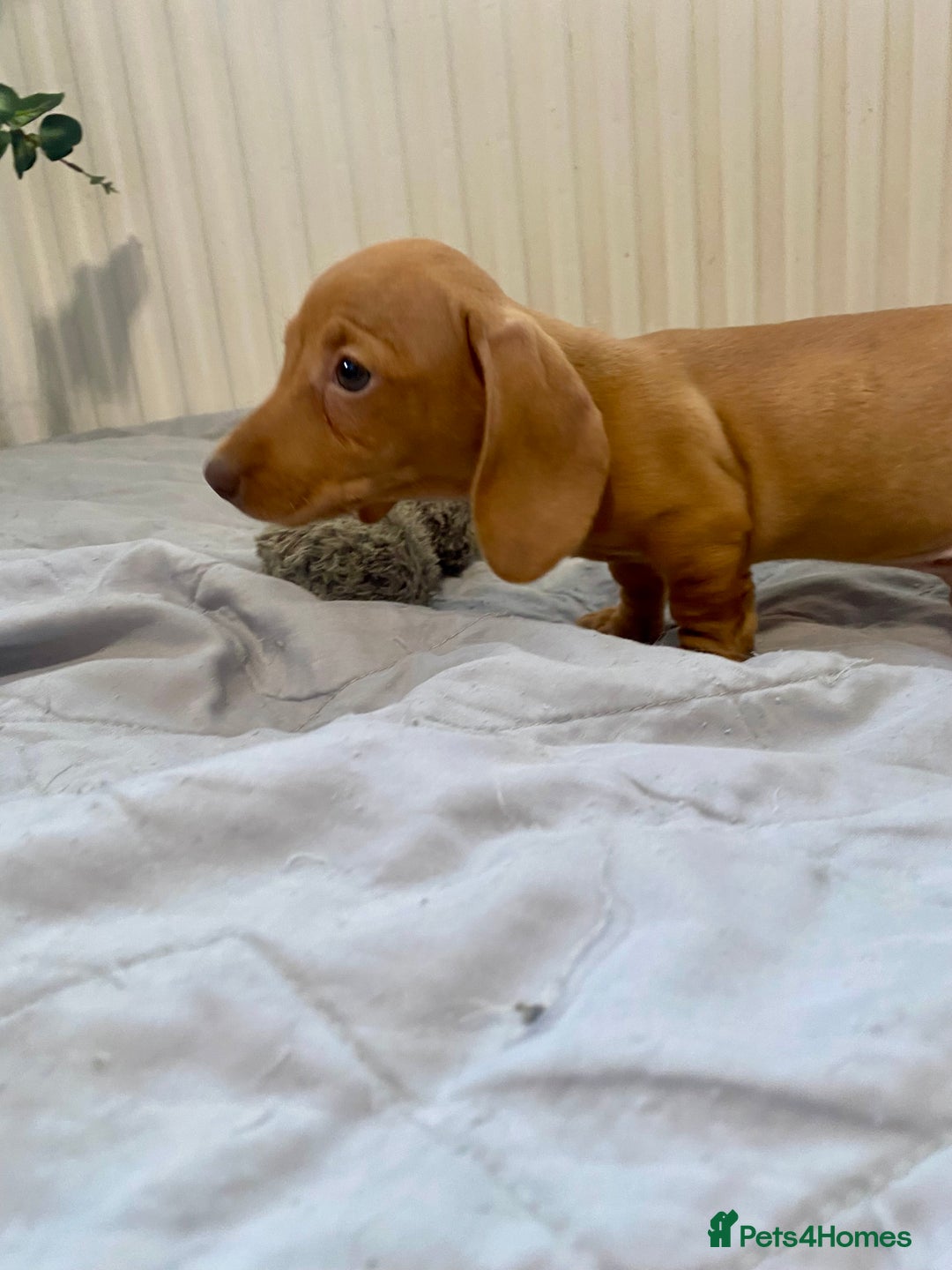 Miniature Dachshund dogs for sale: Miniature dachshund pups - Image 5