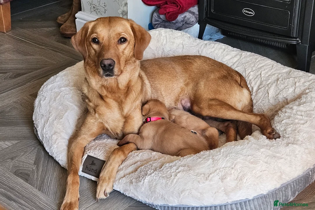 Labrador Retriever dogs for sale: Beautiful Fox Red Labrador Retriever Puppies - Advert 1