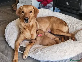 Labrador Retriever dogs Beautiful Fox Red Labrador Retriever Puppies - Advert 18