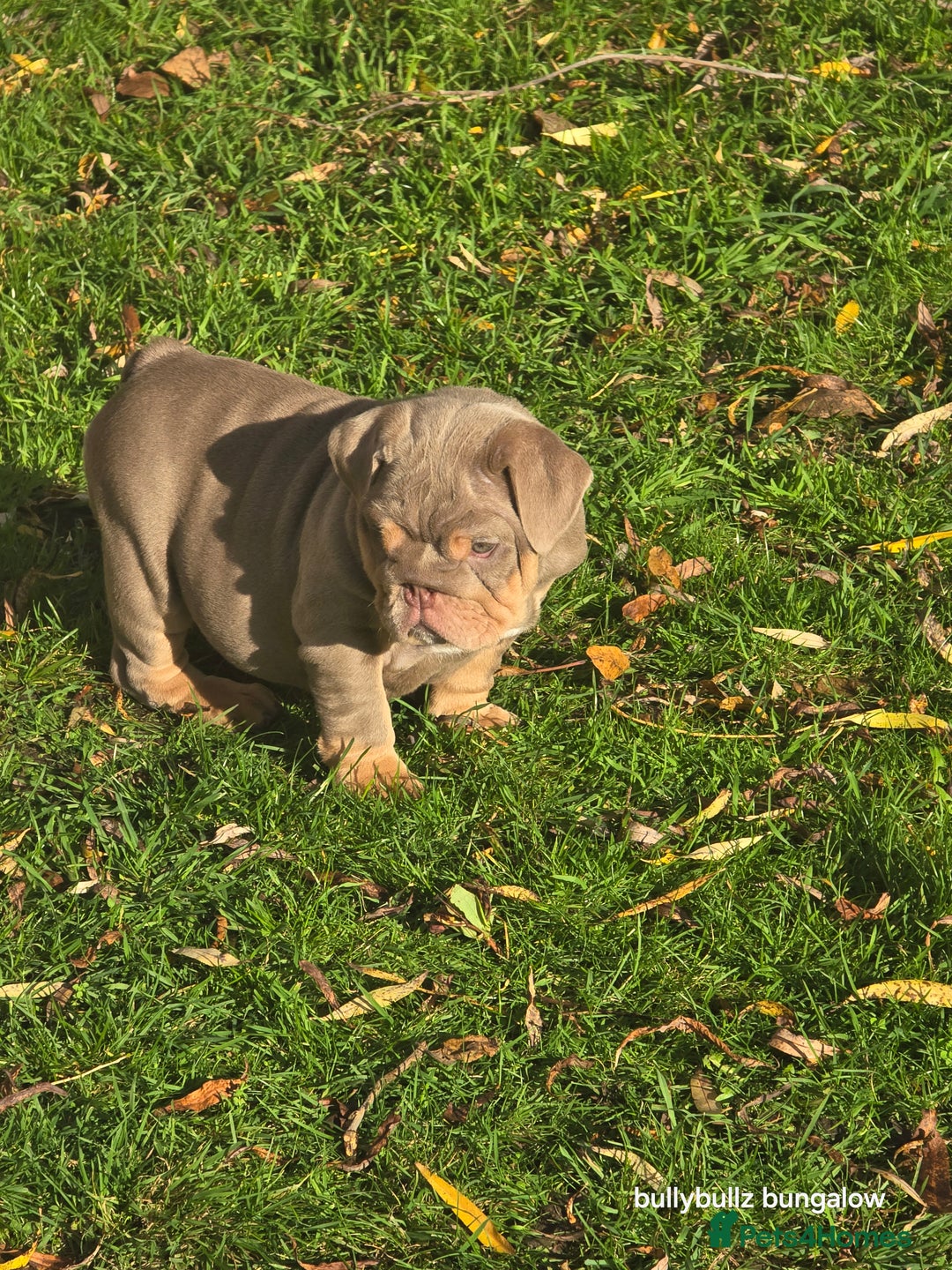 English Bulldog dogs for sale: Lilac & tan full suit - Advert 6