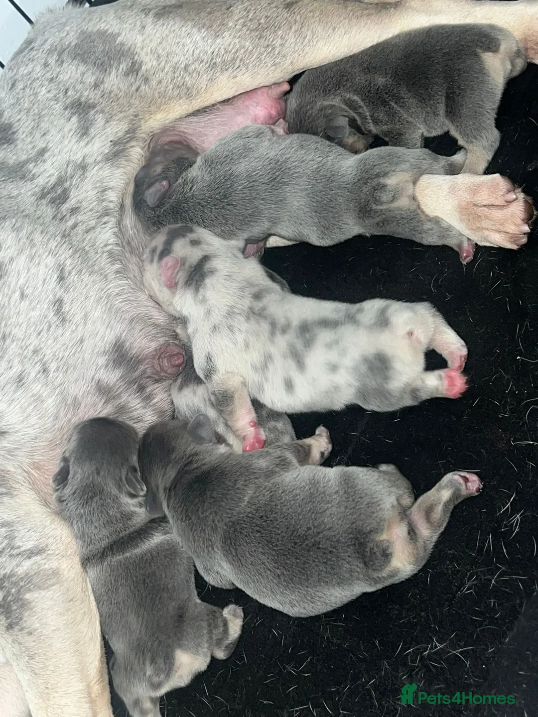 French Bulldog dogs for stud: Kc French bulldog Stud  - Advert 7