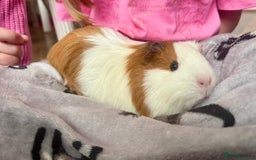 Guinea Pig rodents for sale: Female Guinea pig  - Image 1
