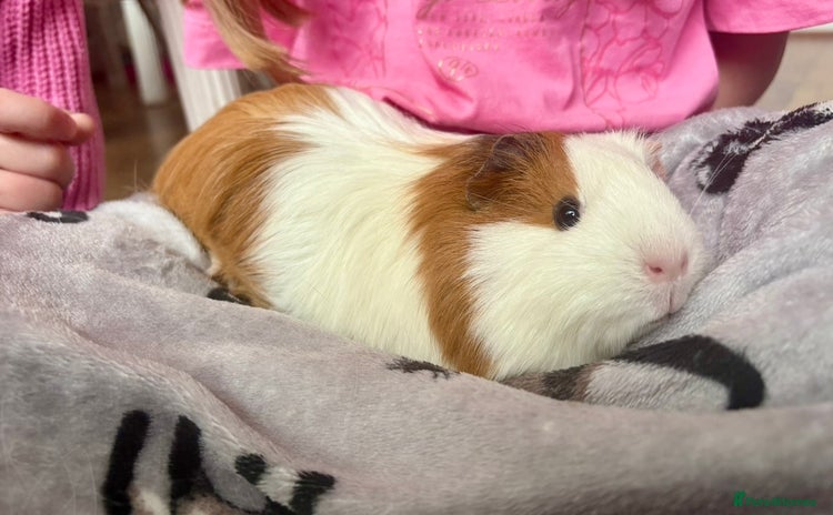 Guinea Pig rodents - Advert 1