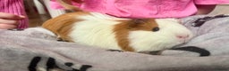 Guinea Pig rodents for sale: Female Guinea pig  - Advert 1