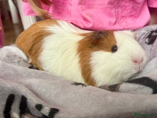 Guinea Pig rodents Female Guinea pig - Advert 21