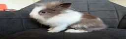 Lionhead rabbits for sale: Beautiful Double-maned Lionhead Rabbits for Sale - Advert 24