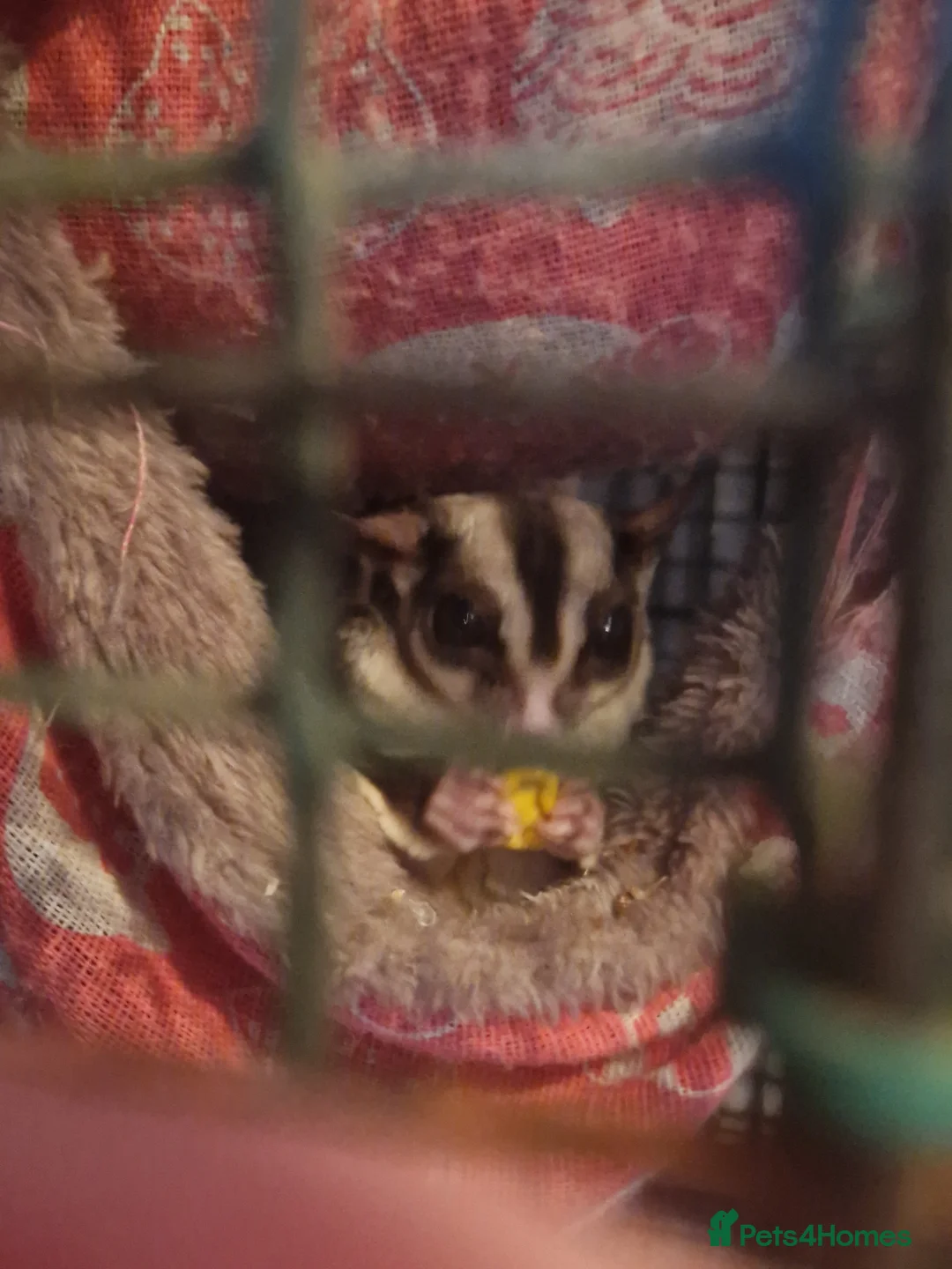 Sugar Glider rodents for sale: Sugar gliders in Nottingham - Advert 1