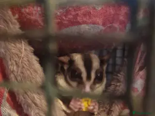 Sugar Glider rodents Sugar gliders - Advert 1