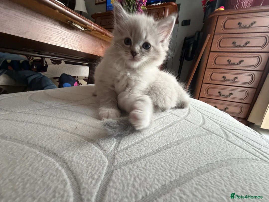 Ragdoll cats for sale: Kittens For Sale Cute small Ragdoll - Advert 11