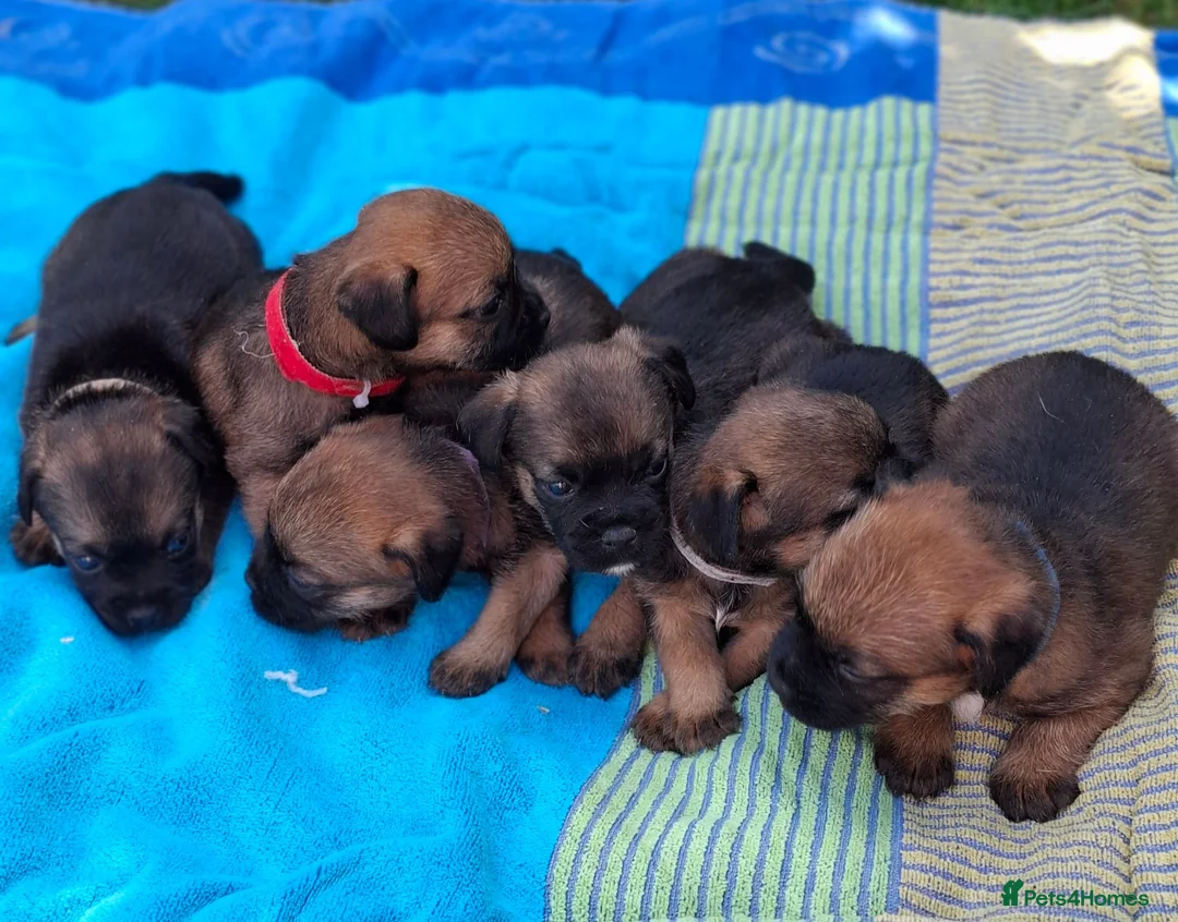 Border Terrier dogs for sale: KC REGISTERED BORDER TERRIERS SLEM CLEAR  - Advert 2
