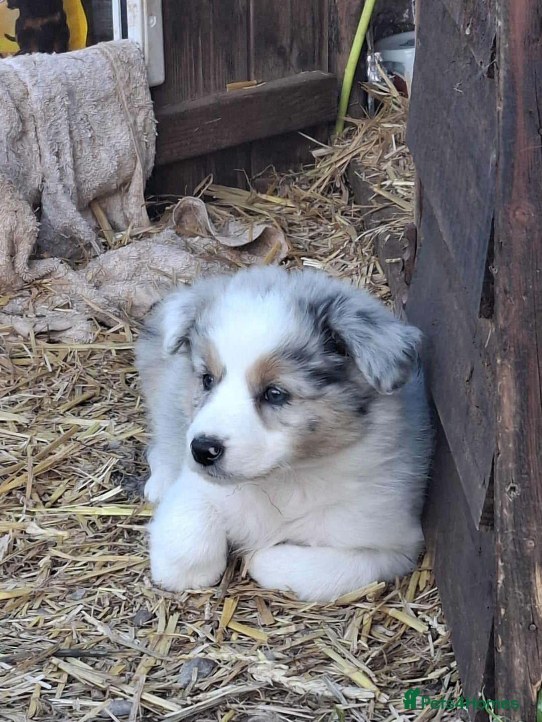 Border Collie dogs for sale: Collie Puppies - Image 2