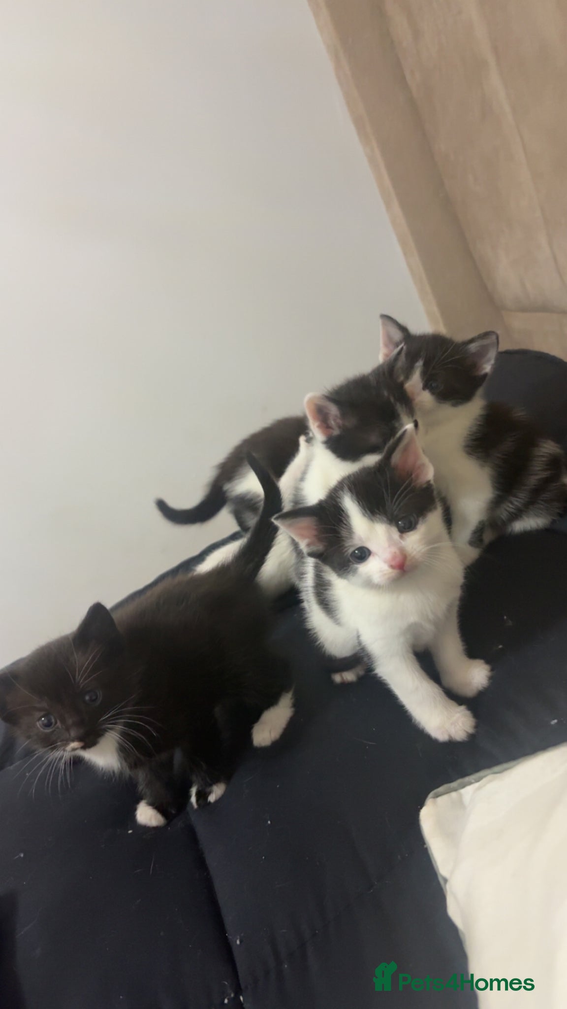 British Shorthair cats black and white short hair kittens 7 weeks  - Advert 3