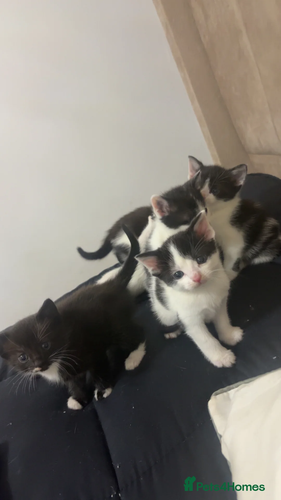 British Shorthair cats for sale: black and white short hair kittens 7 weeks  - Advert 1