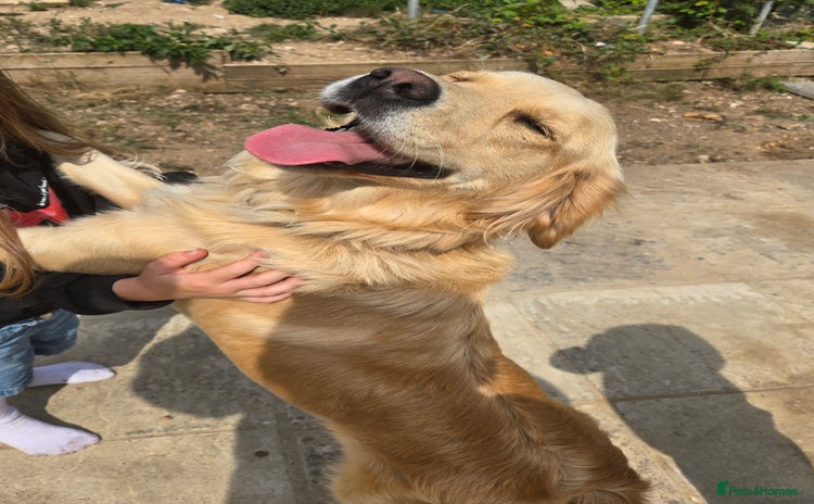 Golden Retriever dogs - Advert 1