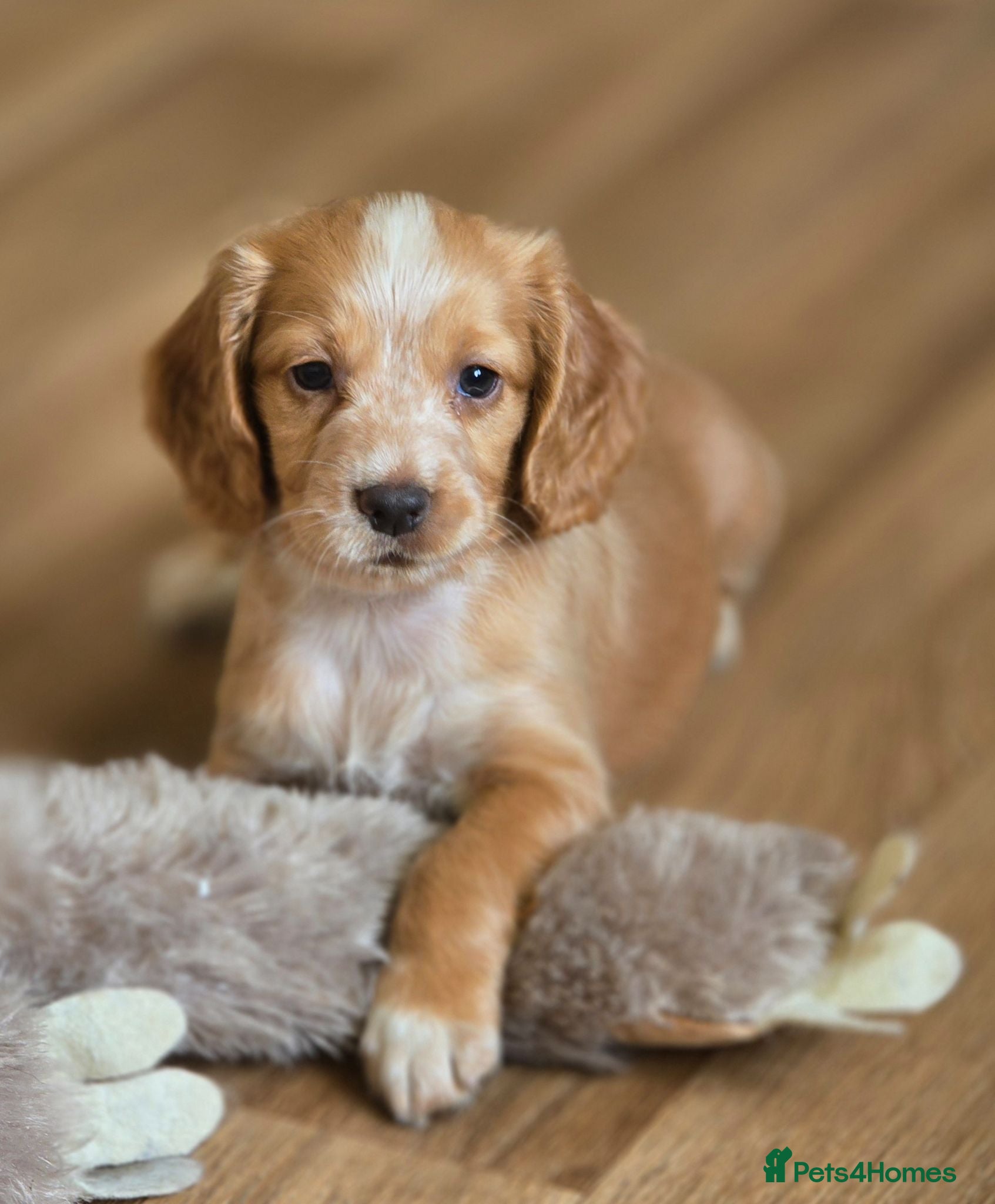Cocker Spaniel dogs Cocker spaniel puppies 🐶  - Advert 16