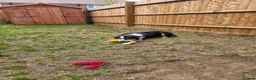 Border Collie dogs for sale: 17 months - lovely Border. in Milton Keynes - Advert 4