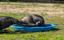 Emus poultry for sale: Silly tame unsexed emu chick - Image 2