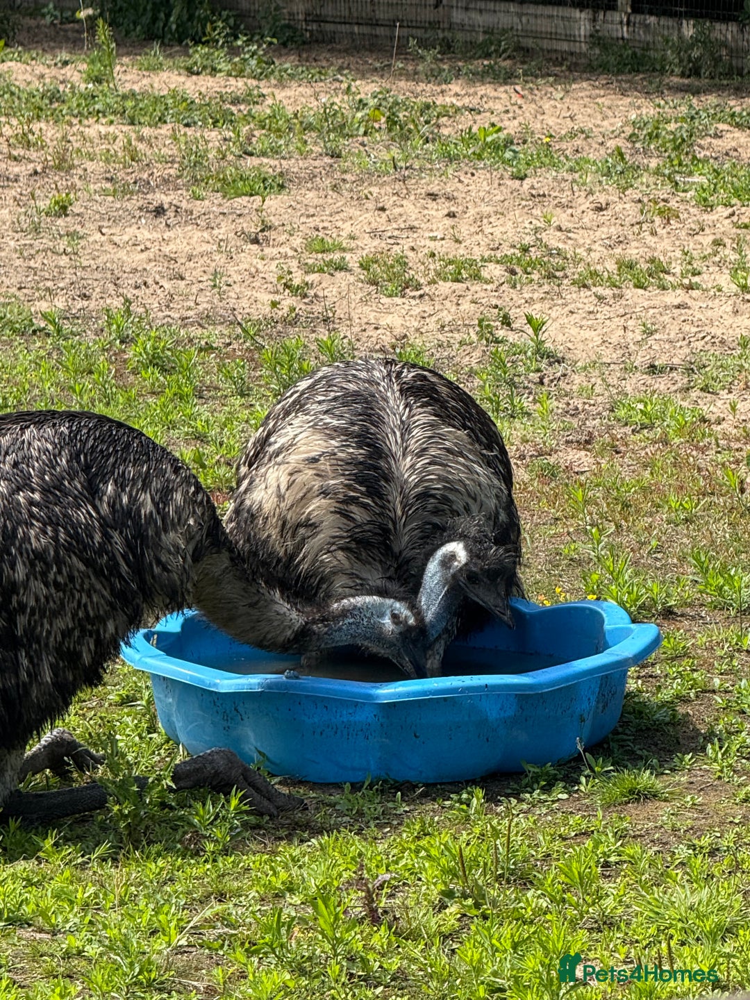 Emus poultry for sale: Silly tame unsexed emu chick - Image 2