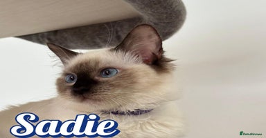 Ragdoll cats - Advert 13