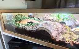 Snake reptiles for sale: Western Hognose Snake – Conda Het Albino (Male) - Image 11