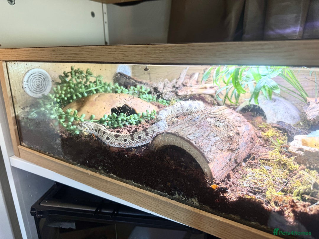 Snake reptiles for sale: Western Hognose Snake – Conda Het Albino (Male) - Image 11