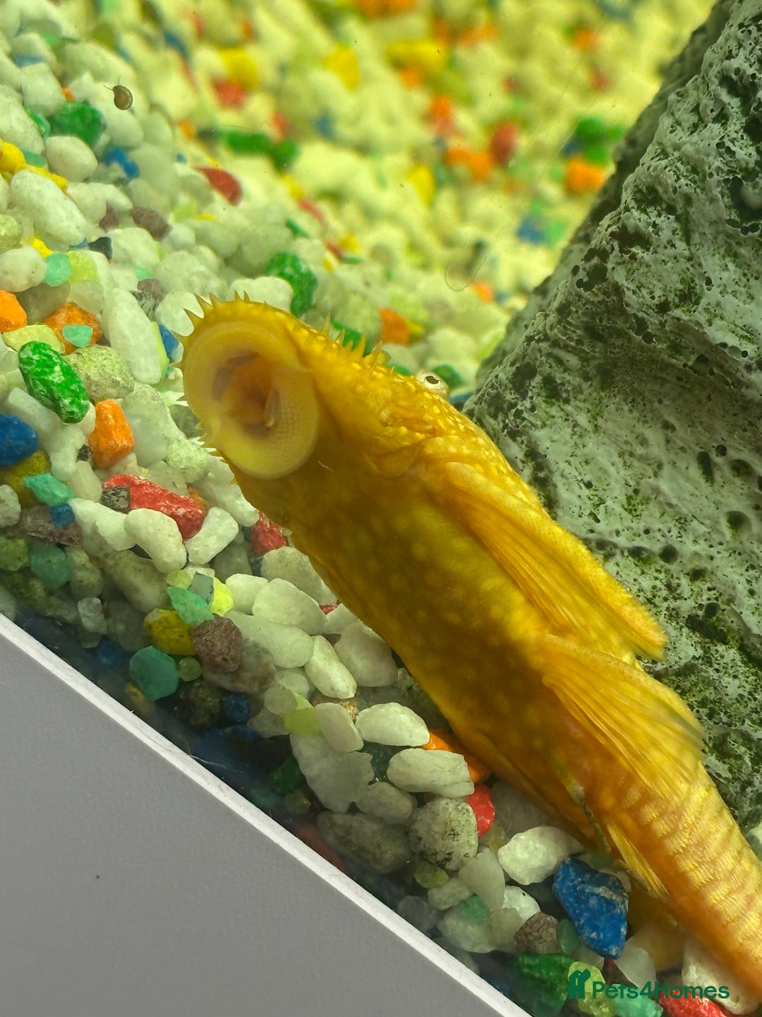 Other/Mixed Breed fish for sale: Jewel lido 200 fish tank and 7 fish - Advert 4