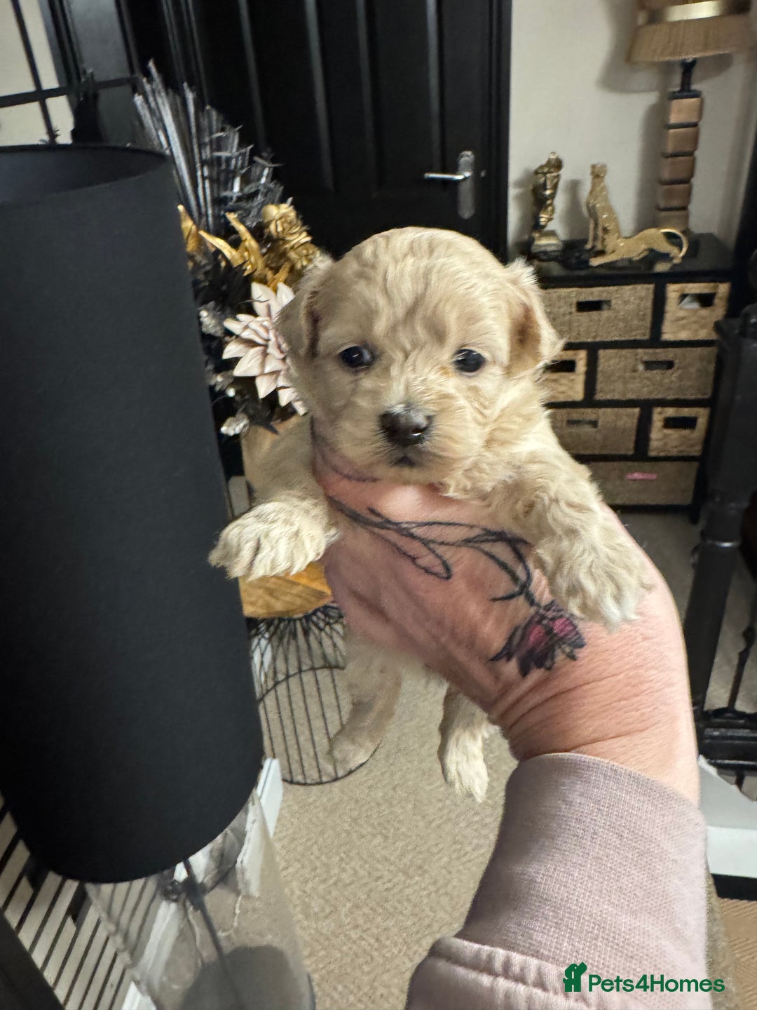 Maltipoo dogs for sale: Teddy bear maltipoo puppies  - Advert 21