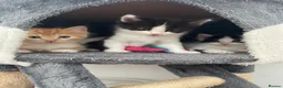 Ragdoll cats for sale: Beautiful cross Ragdoll kittens - Advert 22