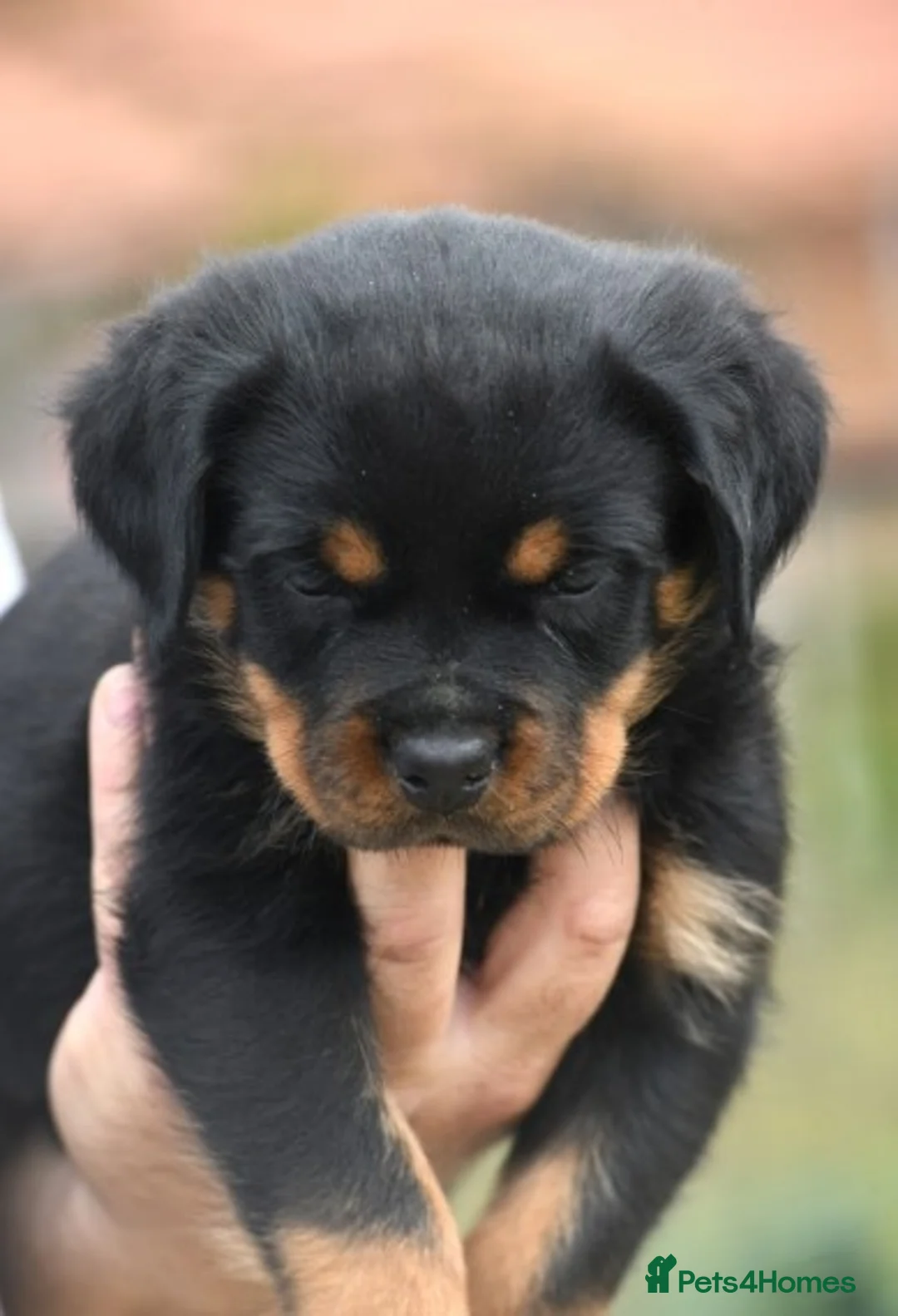 Rottweiler dogs for stud: **** FAUSTINIS TK,S QUANTOM OF SOLICE **** in Preston - Advert 6