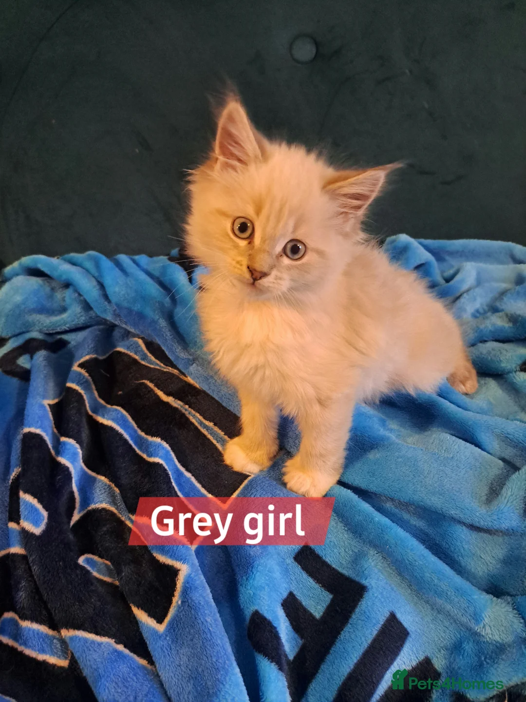 Mixed Breed cats for sale: Beautiful maine coon mix kittens available 💜 - Advert 3