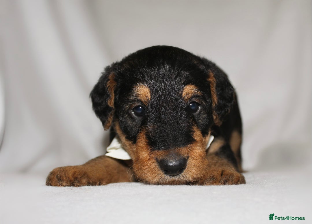 Airedale Terrier dogs for sale: KC Female Airedale Puppy🌟🐾 - Advert 6