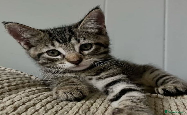 Mixed Breed cats - Advert 16