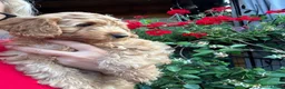 Cockapoo dogs for sale: Stunning F1 puppies Champions Bloodlines  - Advert 3