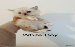 Ragdoll cats for sale: LAST ONE! Pedigree Ragdoll Kittens - REDUCED  - Image 11