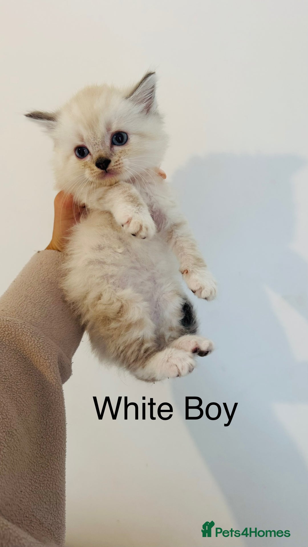 Ragdoll cats for sale: LAST ONE! Pedigree Ragdoll Kittens - REDUCED  - Image 11