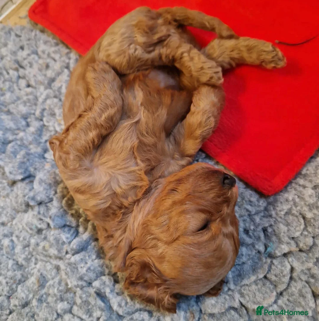 Toy Poodle dogs for stud: KC registered / health tested toy poodle stud in Bolton - Advert 17