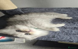 Persian cats for sale: Persian Kittens for Sale – Fluffy Bundles of Joy - Image 12