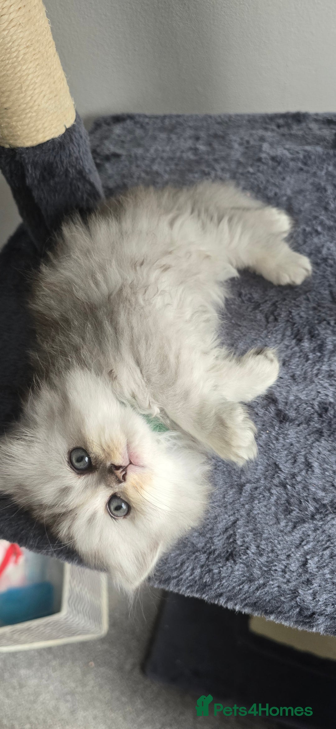 Persian cats for sale: Persian Kittens for Sale – Fluffy Bundles of Joy - Image 12