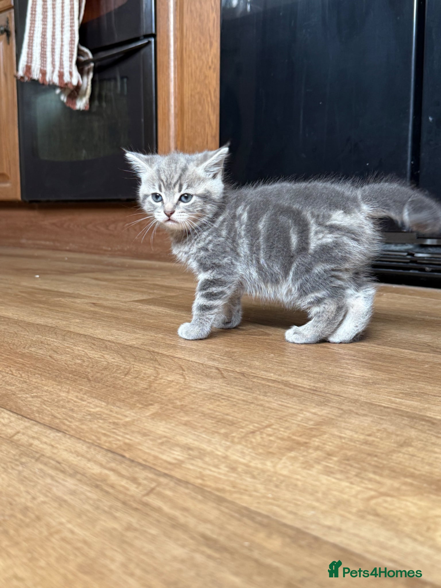 Female grey kitten 🩷